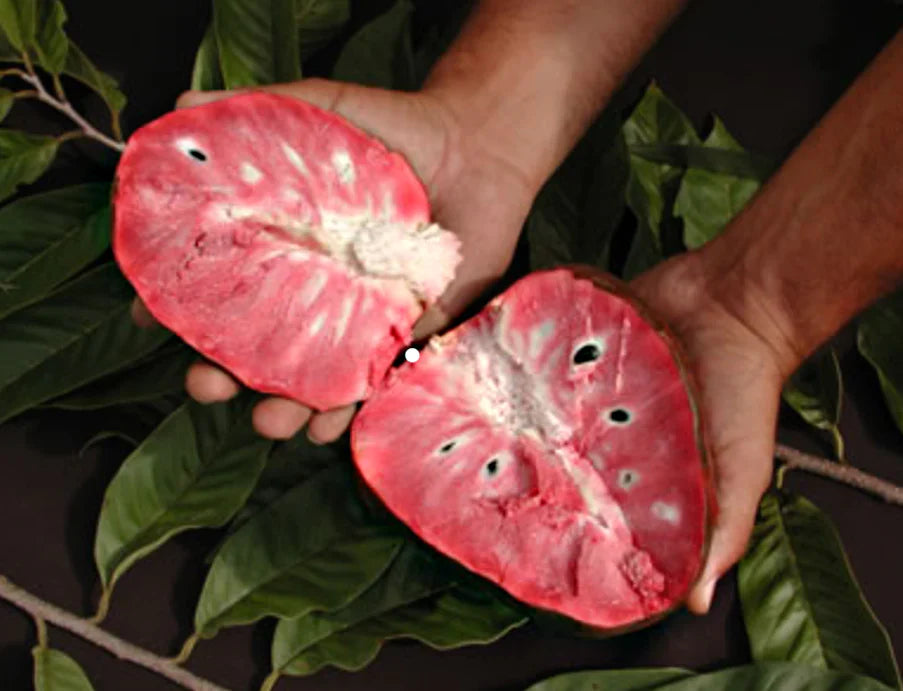Rare Red Flesh Custard Apple Live Plant (Annona reticulata) โ Exotic Fruit-Bearing Seedling for Home Garden - Fruit Plant