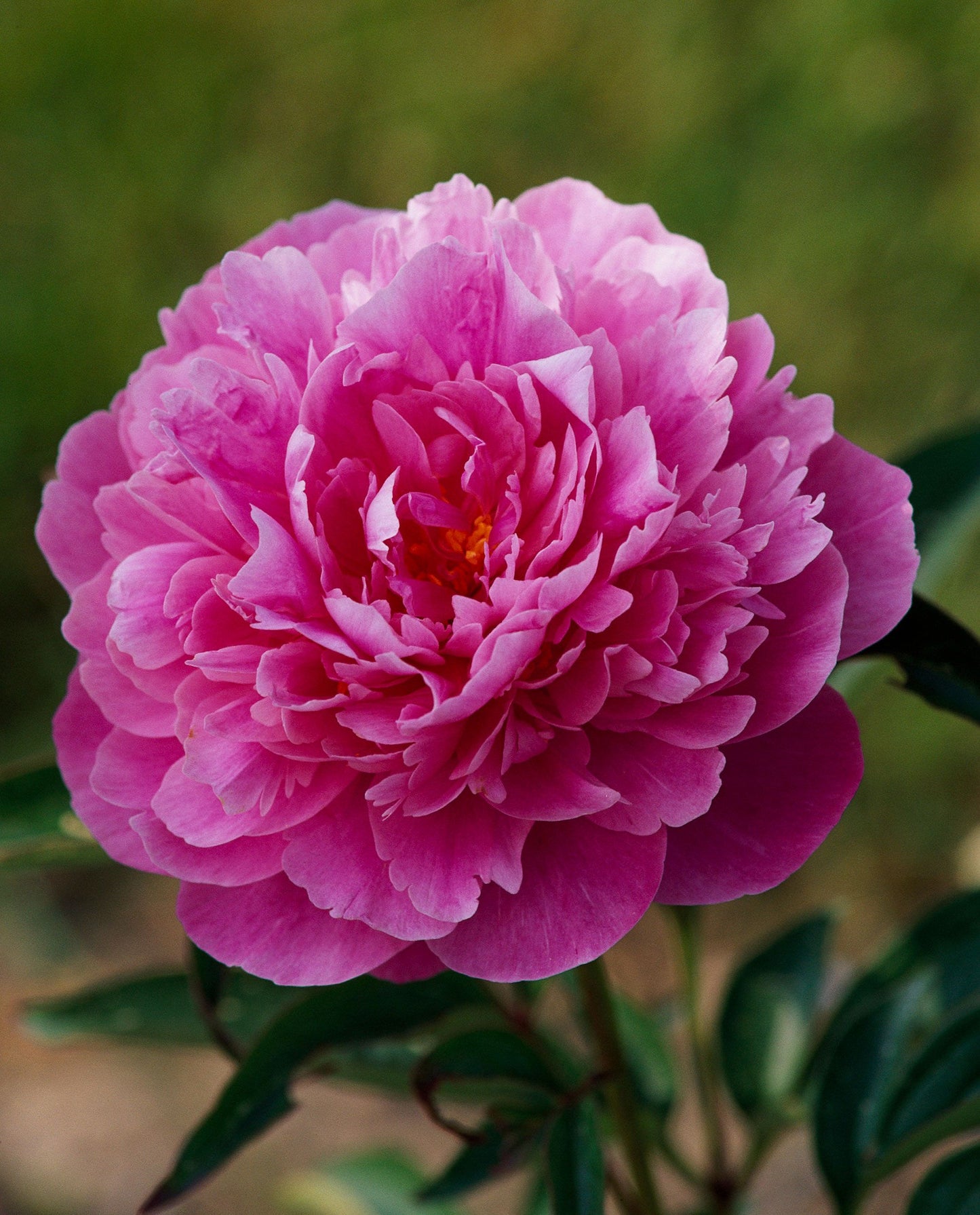 Dark Pink Peony Flower Seeds – Richly Colored, Fragrant Perennial Blooms for Home & Gardent - Flower Seeds