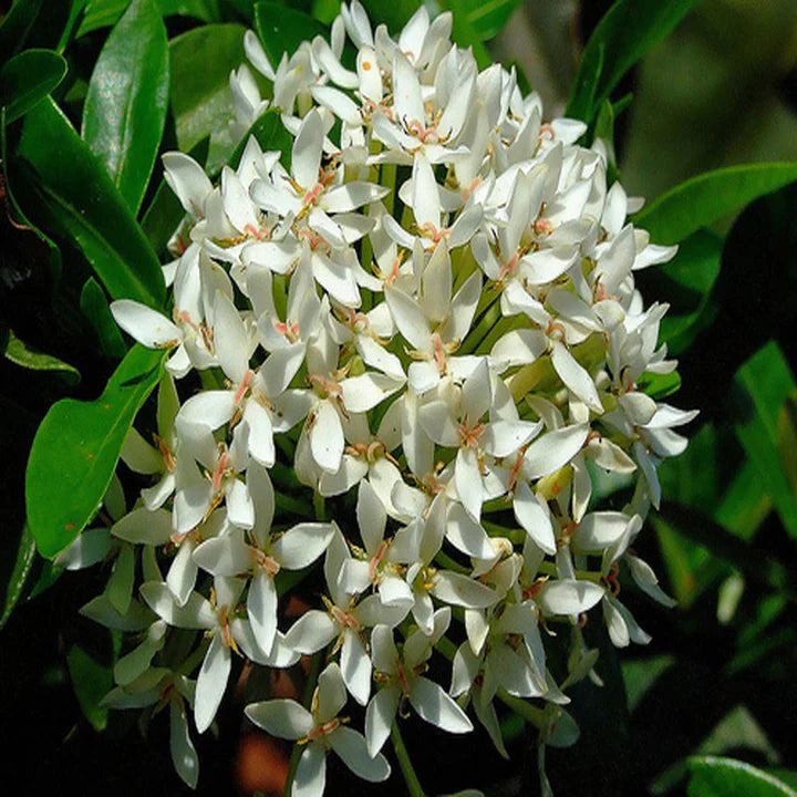 Mini Ixora Live Plant (White) – Compact Flowering Shrub for Home Garden & Pots -Flowering Plant
