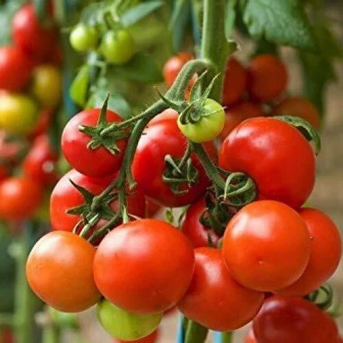 🍅 Arka Vikas Hybrid Tomato Seeds – 100 Seeds, High-Yield & Heat-Tolerant Variety -Vegetable Seeds