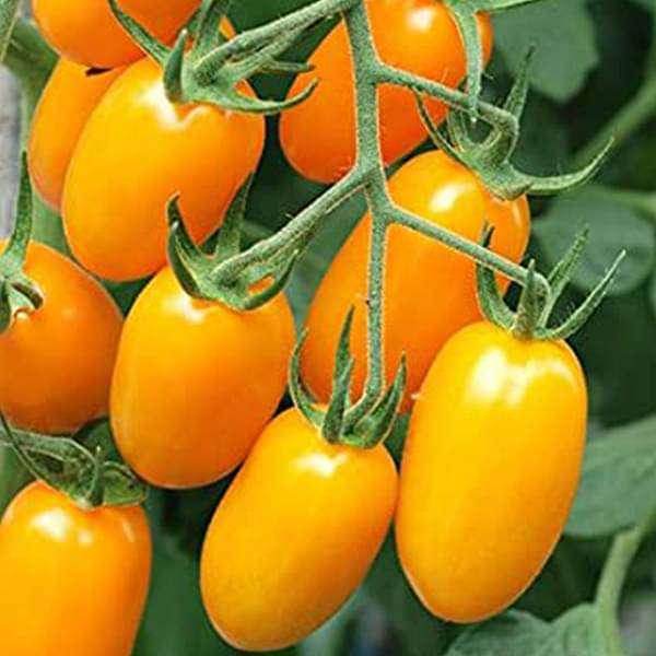 🍅 Cherry Tomato Hybrid 100 Seeds – Yellow, Sweet & Golden -Vegetable Seeds