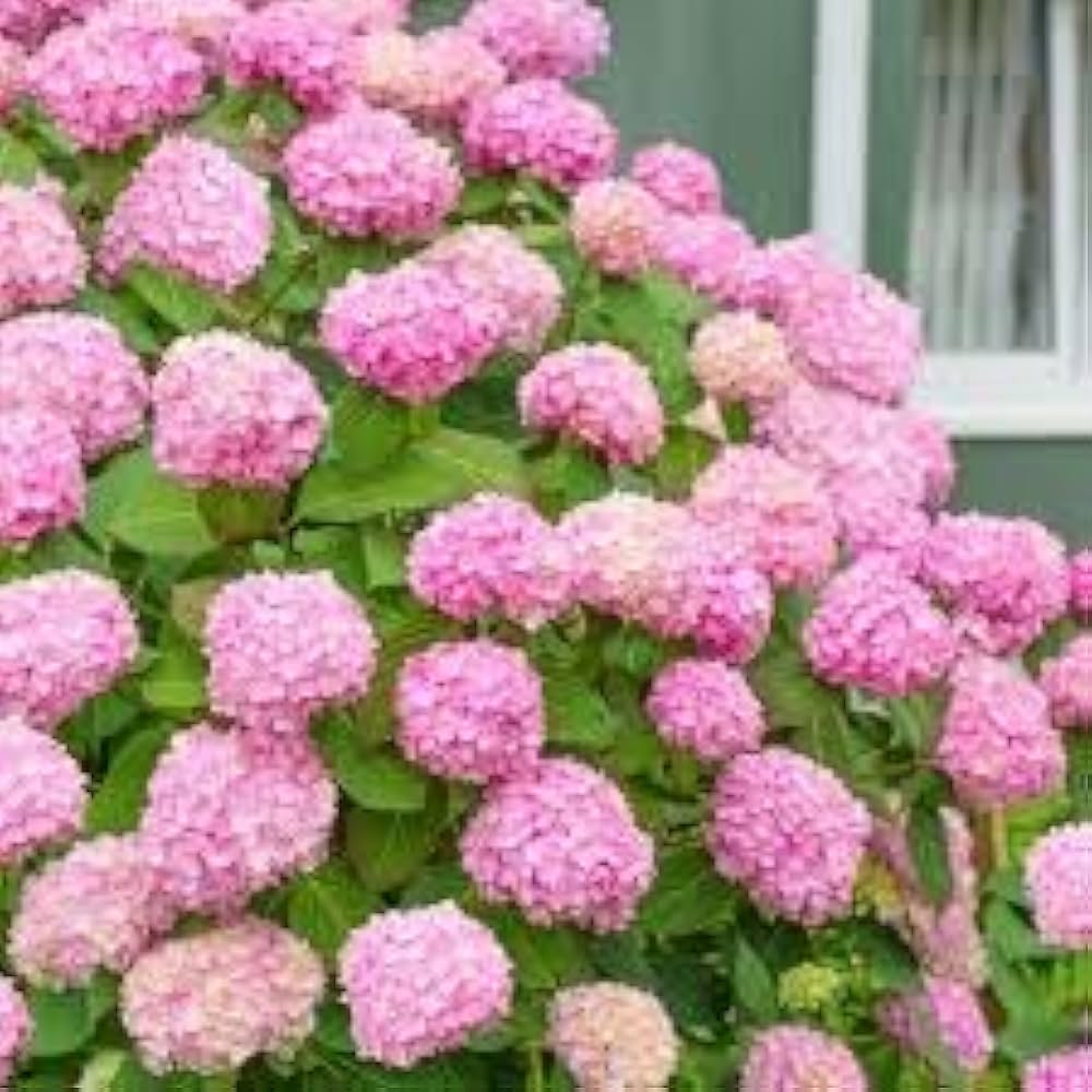 πΈ Hydrangea Flower Plant (Pink) β Live Ornamental Shrub for Garden & Balcony Decoration - Flowering Plant