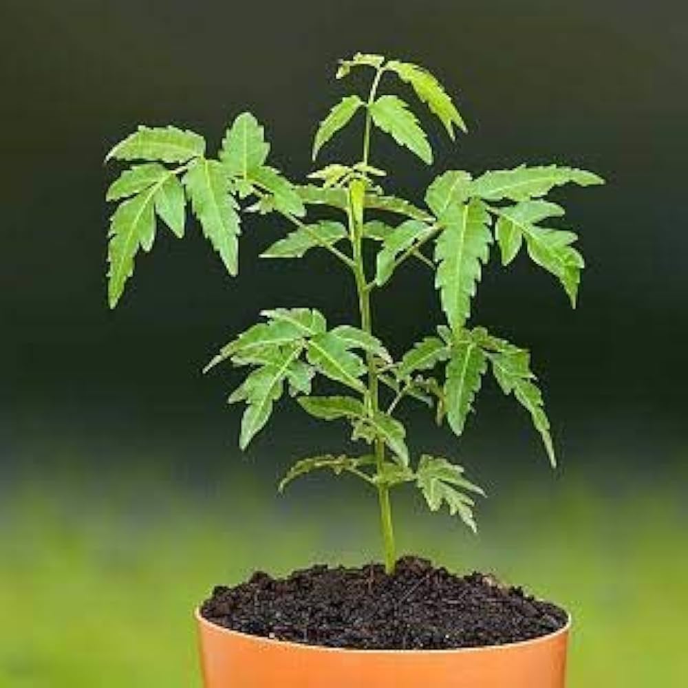 Neem Herbal Live Plant (Azadirachta indica) – Powerful Medicinal Tree for Home & Garden - Medicinal Plant