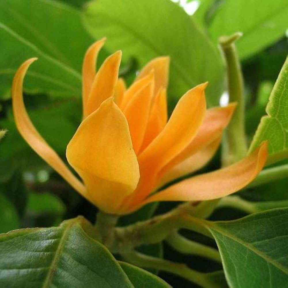 Orange Swarna Champa Live Plant – Fragrant Ornamental Flowering Tree for Home & Garden -Flowering Plant