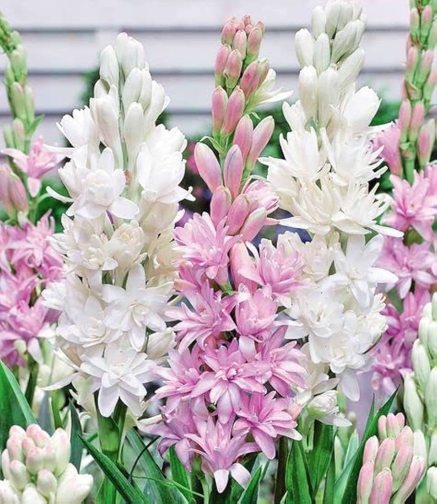 Tube rose rajanigandha aromatic flowers Mixed bulb plant 5 Seed -Flower Seeds