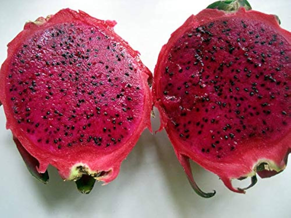 Dragon Fruit Live Plant (Red) – Pitaya Cactus Plant for Home & Garden -Fruit Plant
