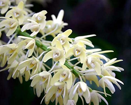 Dendrobium Speciosum Orchid (Rock Lily) – Majestic, Hardy & Long-Lasting Blooms - Orchid Plant