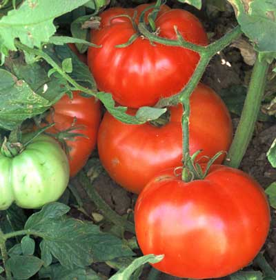 🍅 WonderStar Red – Premium Beefsteak Tomato with Superior Flavor & Disease Resistance (20 Seeds Pack) - Fruit Seeds