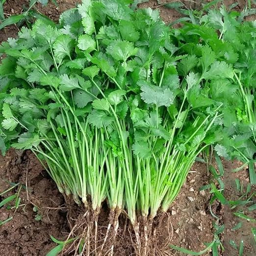 Coriander Seeds – Fresh, Aromatic Herb for Kitchen & Garden - Vegetable Seeds
