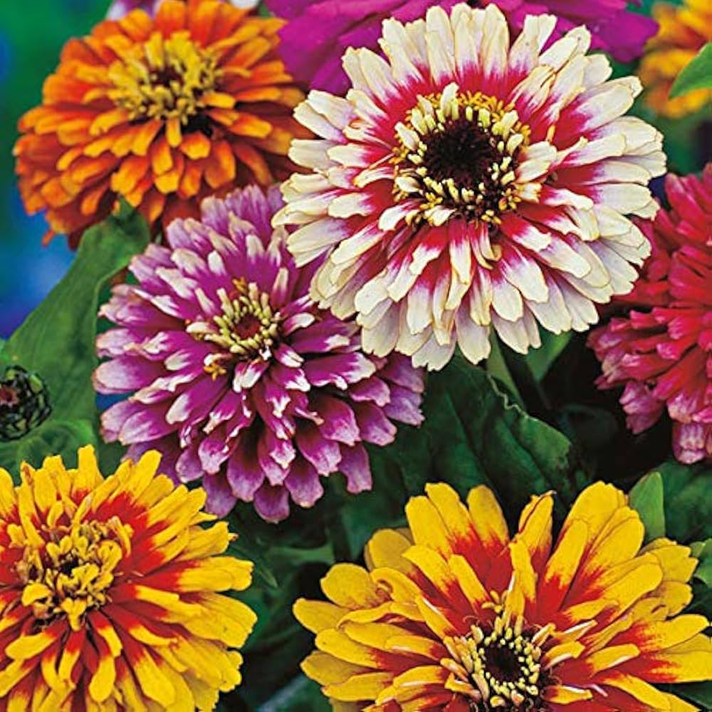 Zinnia Flower 50 Seeds Mix – Bright, Long-Lasting Garden Blooms - Flower Seeds