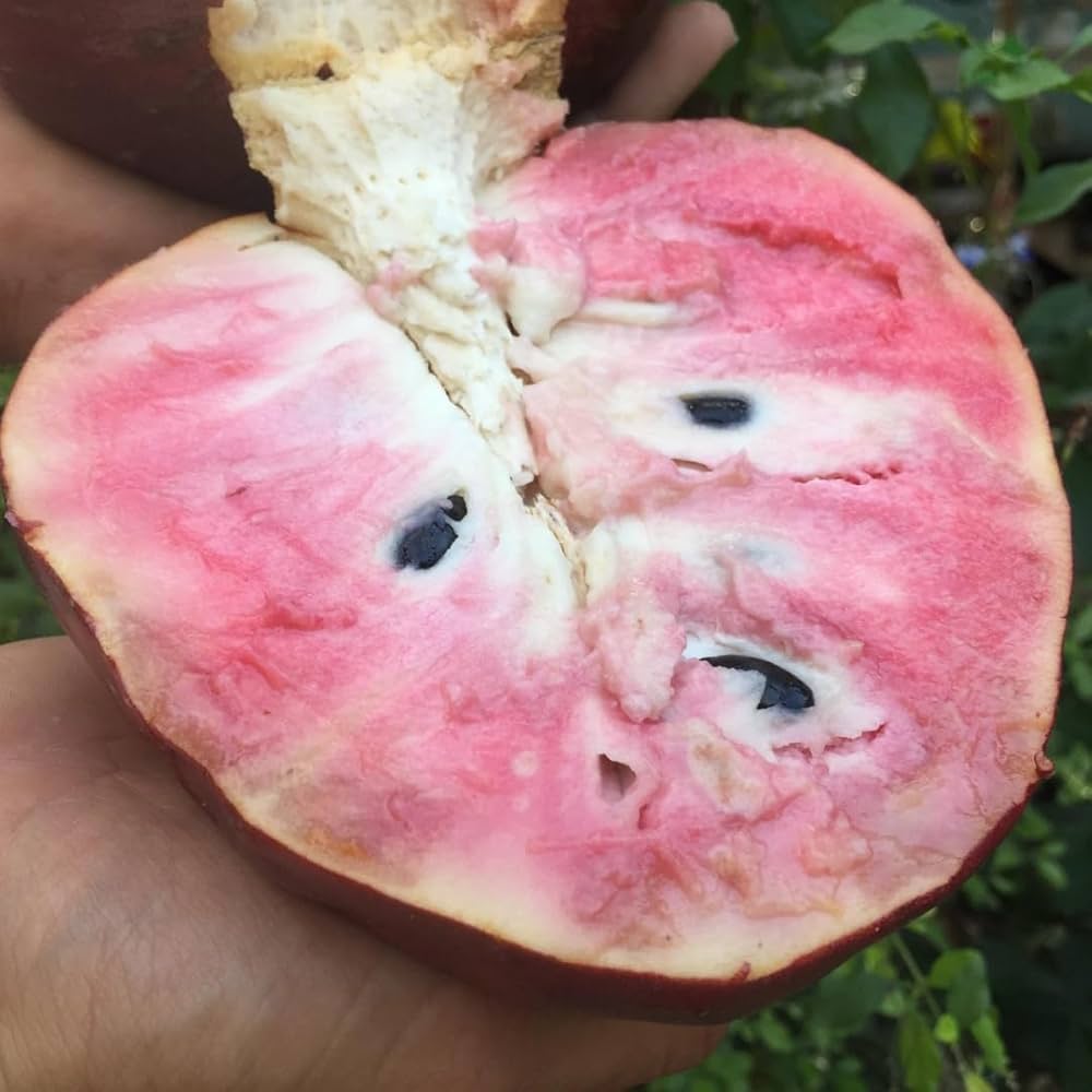 Rare Red Flesh Custard Apple Live Plant (Annona reticulata) โ Exotic Fruit-Bearing Seedling for Home Garden - Fruit Plant