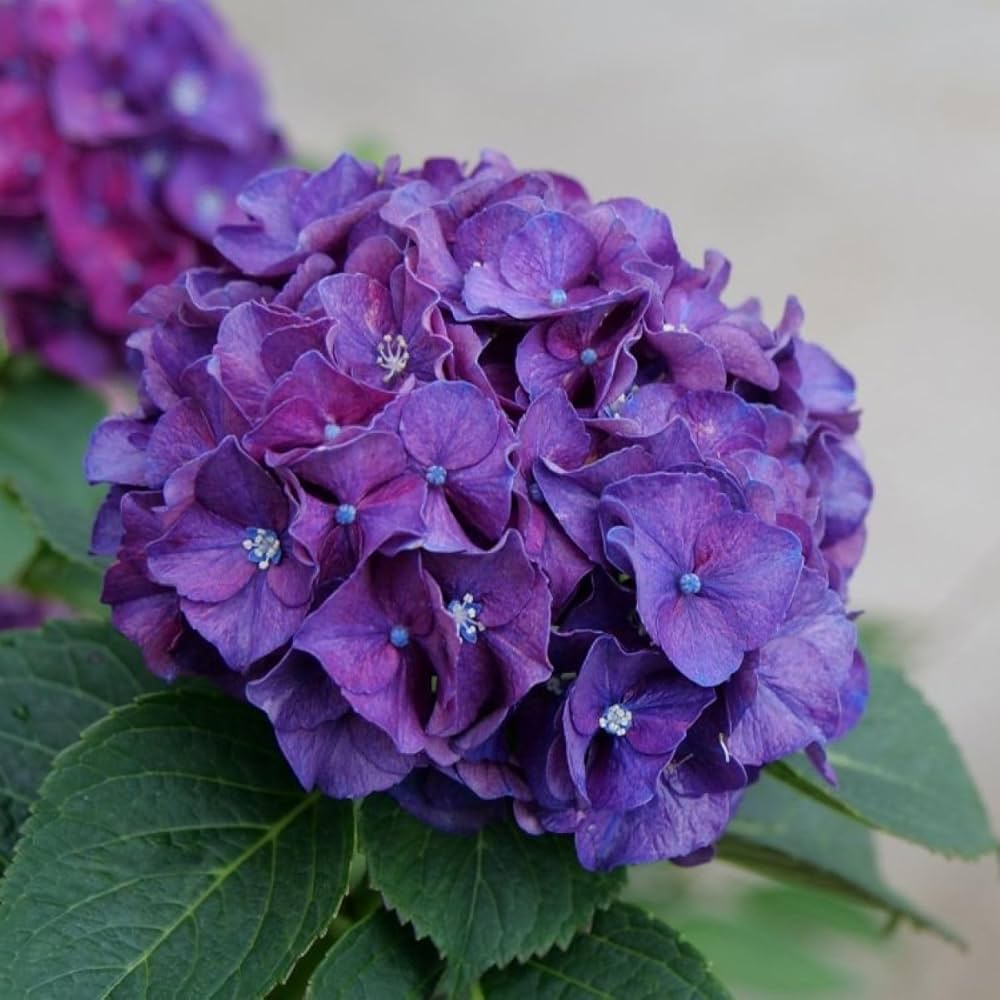 π Hydrangea Flower Plant (Purple) β Rare Live Blooming Shrub for Garden & Patio Decor - Flowering Plant
