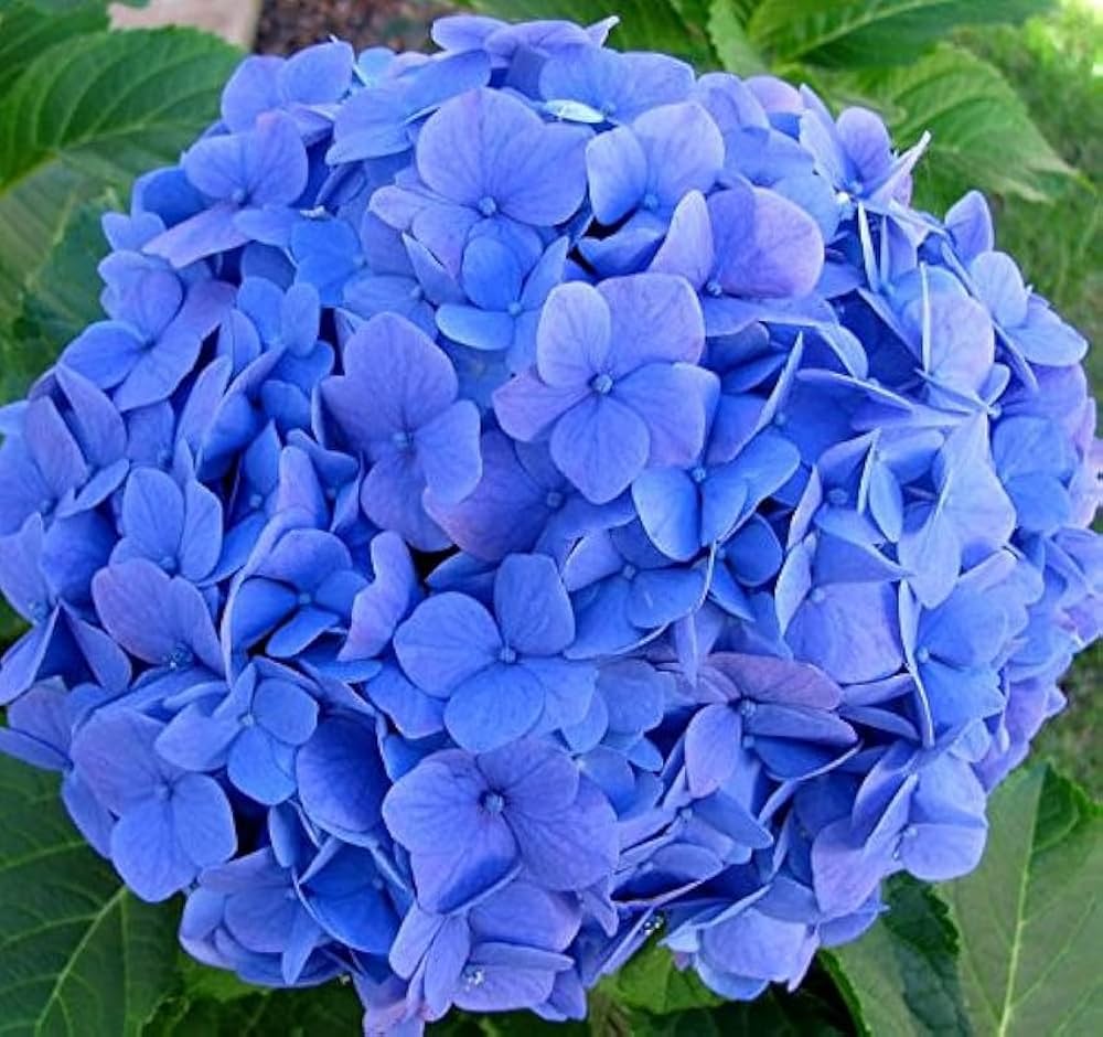 ๐ธ Hydrangea Flower Plant (Blue) โ Live Ornamental Shrub for Home, Terrace & Garden Decor - Flowering Plant