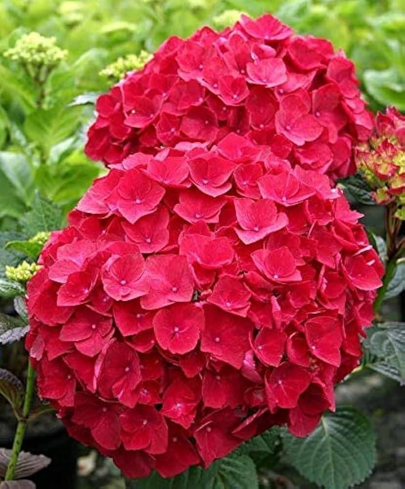 🌺 Hydrangea Flower Plant (Red) – Live Ornamental Shrub for Home & Garden Decor - Flowering Plant