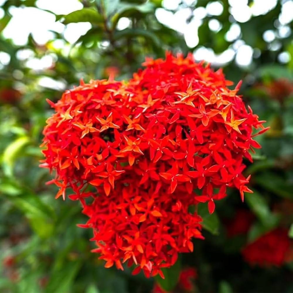 Mini Ixora Live Plant (Red) – Compact Flowering Shrub for Home Garden & Pots -Flowering Plant