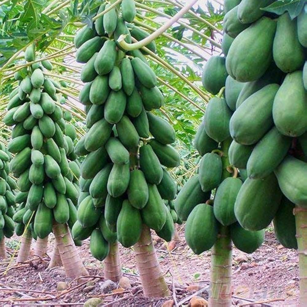 Taiwan Papaya Seeds for Planting | F1 Hybrid Red Lady, Dwarf Papaya Variety (15 Seeds) - Fruit Seeds