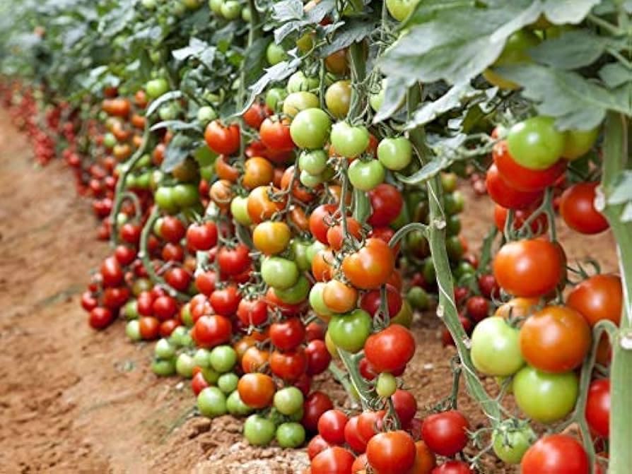 🍅 Arka Vikas Hybrid Tomato Seeds – 100 Seeds, High-Yield & Heat-Tolerant Variety -Vegetable Seeds