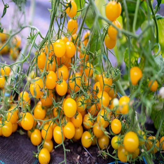 🍅 Cherry Tomato Hybrid 100 Seeds – Yellow, Sweet & Golden -Vegetable Seeds