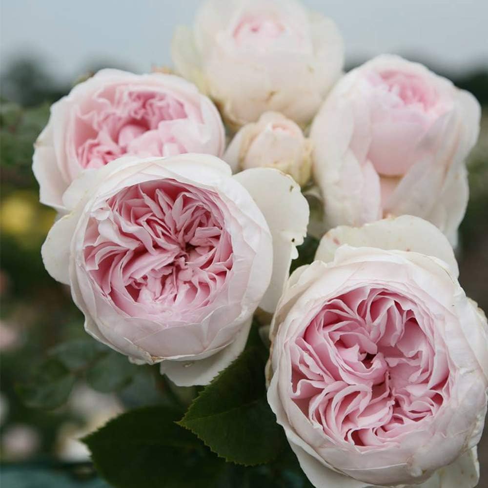 ๐น Earth Angel Rose Seeds โ Romantic Pink Peony-Style Rose 20 Seeds Pack ( Growing Guide Free) - Flower Seeds