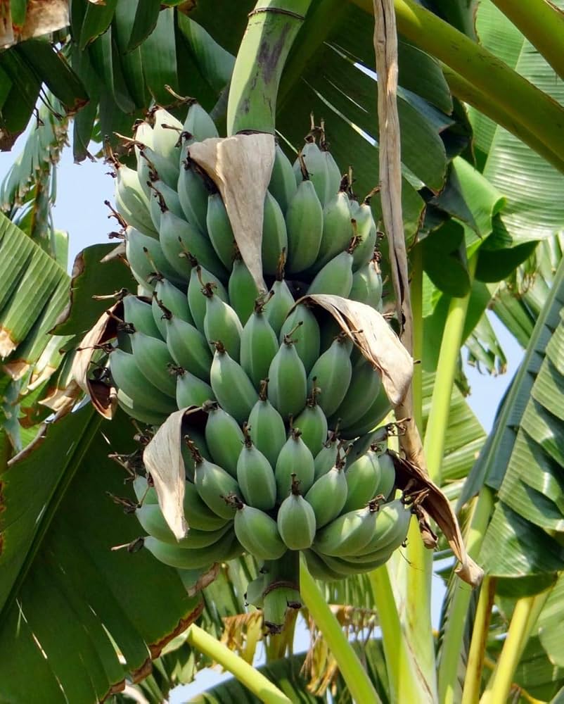 Karpoora Poovan / Karpoora Valli Banana Live Plant – Tissue-Cultured – 1 Healthy Plant - Fruit Plant