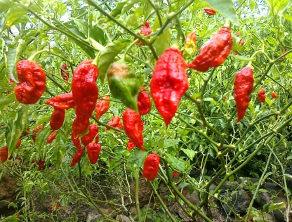 Hybrid NAGA Chilli Ghost Pepper World Hottest Chilli 30 seeds