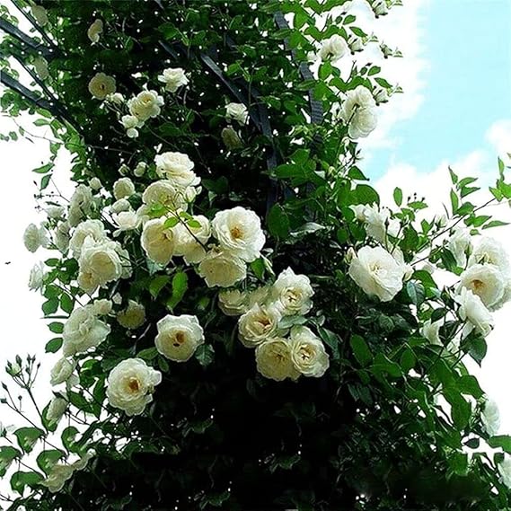 Rare Mixed Climbing Rose Seeds Perennial Super Fragrance Rose flower 20 Seeds Pack ( Growing Guide Free) - Flower Seeds