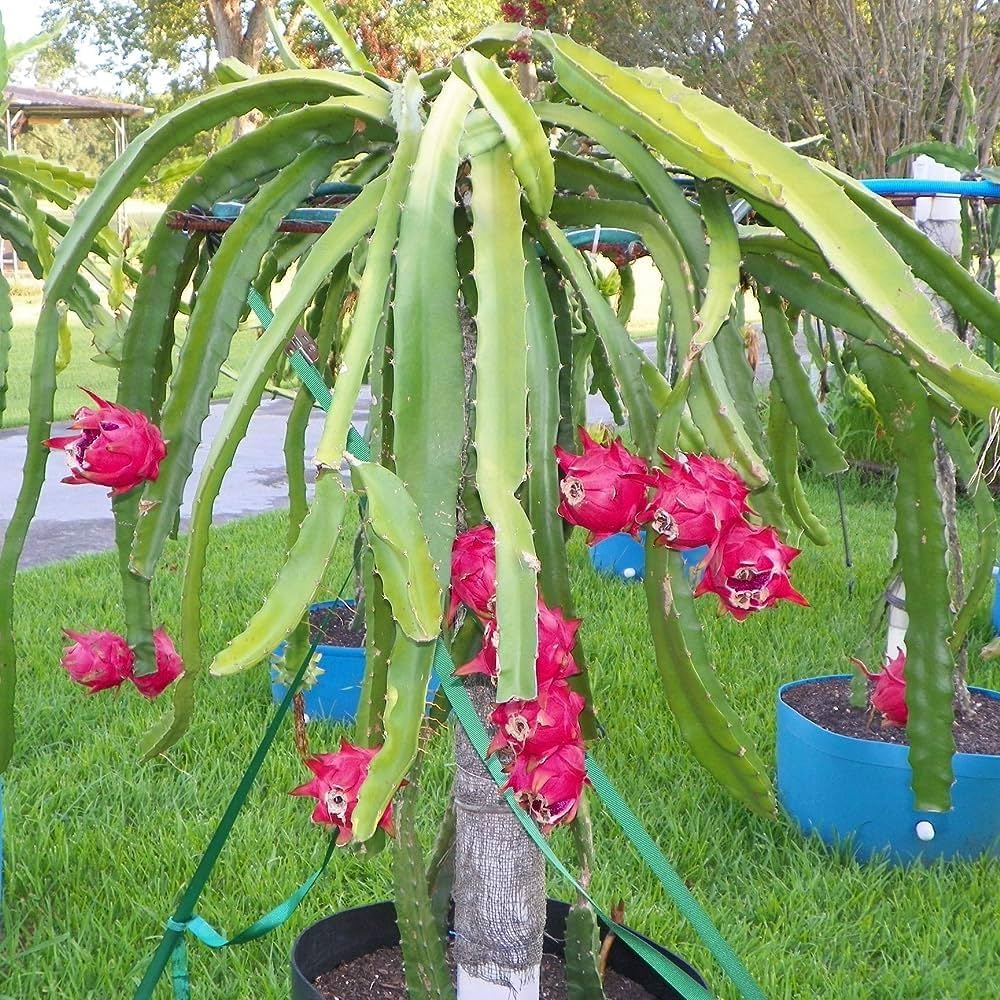 Dragon Fruit Live Plant (Pink Flesh) – Pitaya Cactus Plant for Home & Garden -Fruit Plant