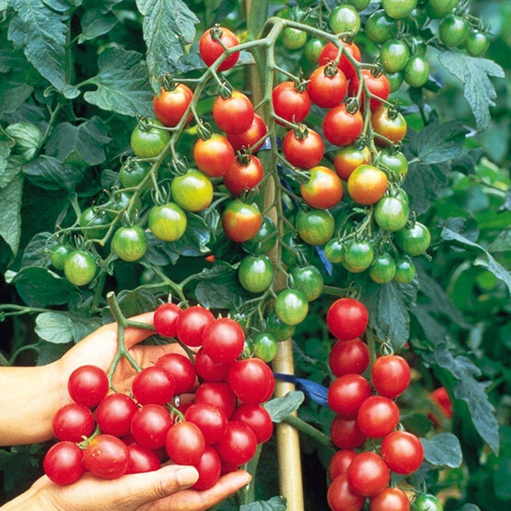 🍅 Cherry Tomato Hybrid 100 Seeds – Red, Sweet & Juicy -Vegetable Seeds