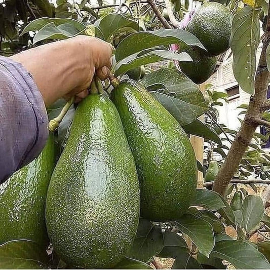 Pinkerton Avocado Seeds – Pack of 2 - Fruit Seeds