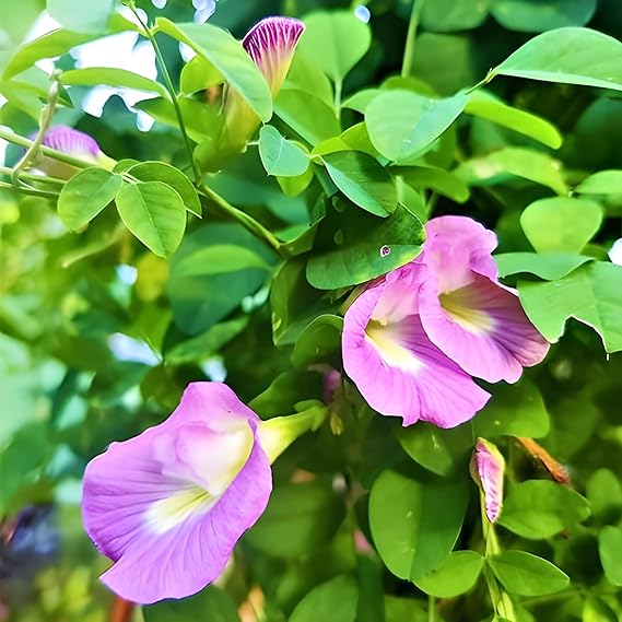 Aparajita Flower Seeds Mixed Color Pack, ''Double & Single Petals'' Aprajita Hybrid Butterfly Pea 10 Seeds ( Growing Guide Free) - Flower Seeds