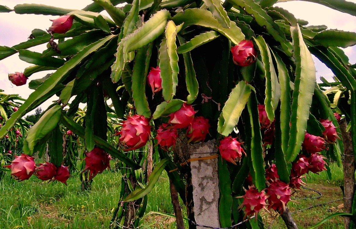 Dragon Fruit Live Plant (Red) – Pitaya Cactus Plant for Home & Garden -Fruit Plant