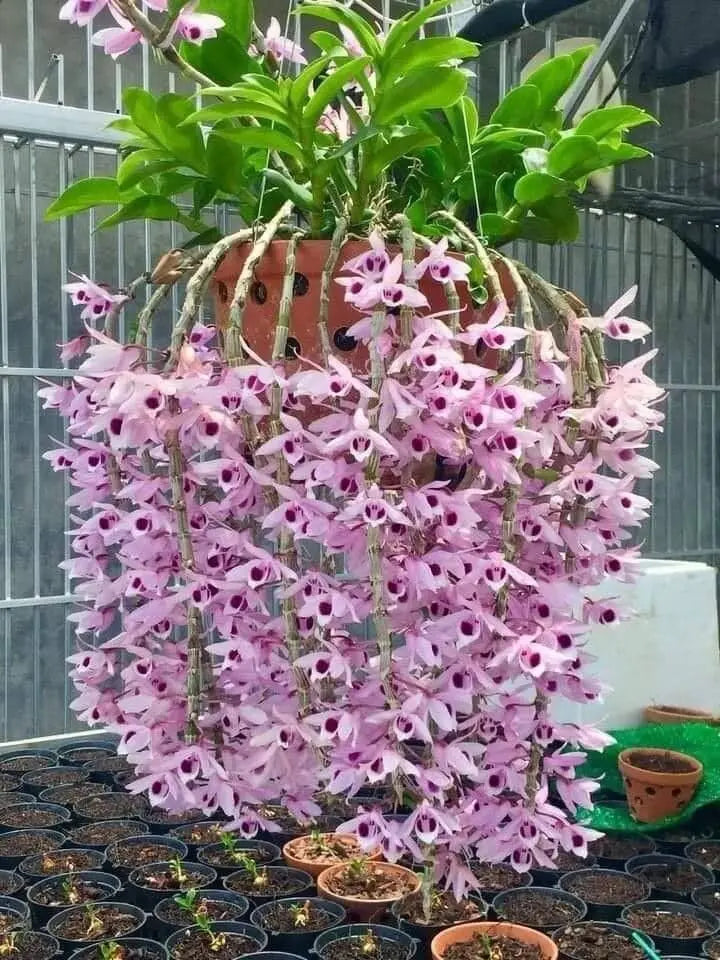 Dendrobium Anosmum Orchid (Fragrant Honohono) – Cascading, Sweetly Scented Blooms - Orchid Plant
