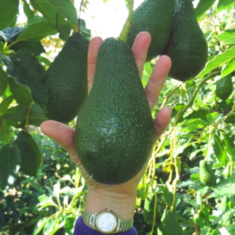Pinkerton Avocado Seeds – Pack of 2 - Fruit Seeds