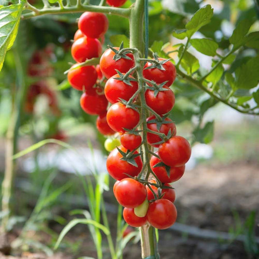 🍅 Cherry Tomato Hybrid 100 Seeds – Red, Sweet & Juicy -Vegetable Seeds