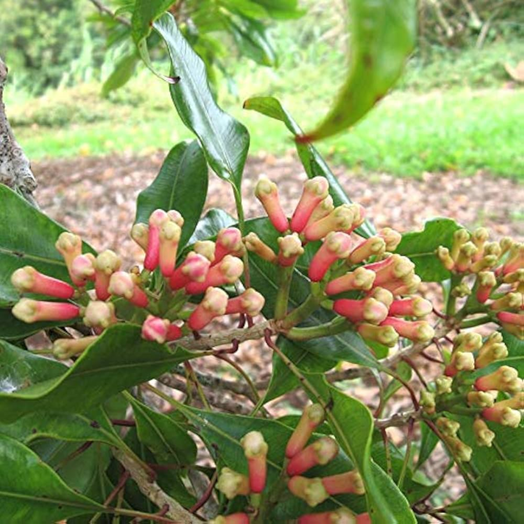 "Botanical and Medicinal Properties of the Clove Plant (Syzygium aromaticum)"- Medicinal Plant