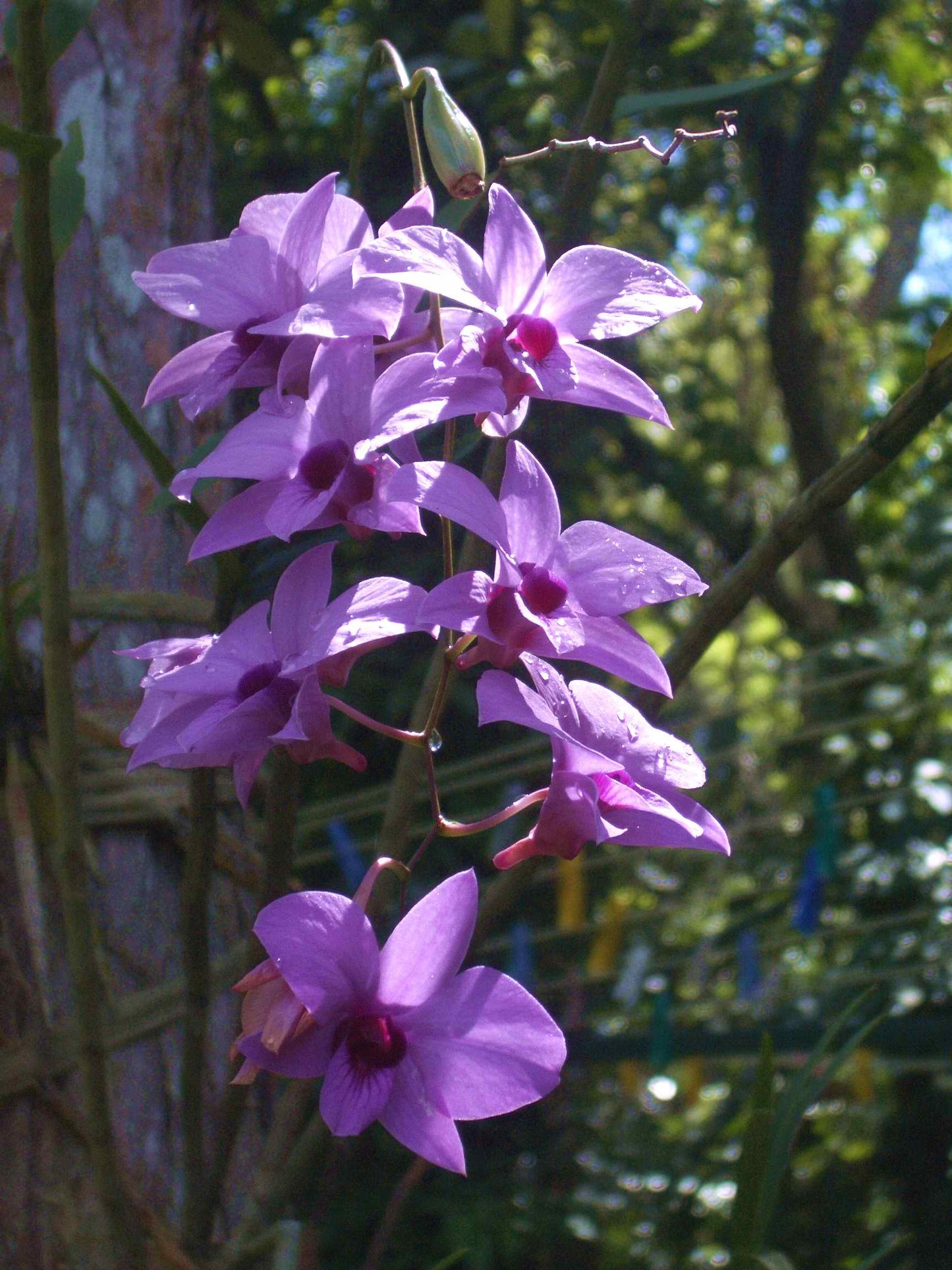 Dendrobium Orchid (Cooktown Orchid) – Exotic Long-Lasting Flowering Plant - Orchid Plant