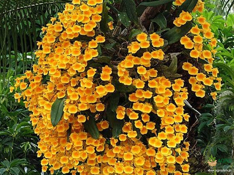 Dendrobium Aggregatum Orchid (Pineapple Orchid) – Compact, Golden & Fragrant Blooms - Orchid Plant