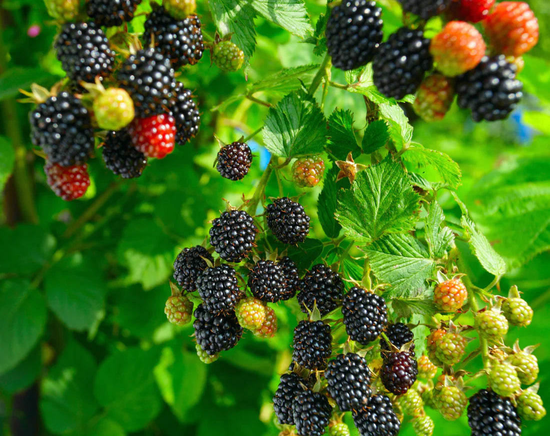 Rare Hybrid Blackberry Exotic Fruit Seeds for Growing (Pack of 30 seeds) - Fruit Seeds