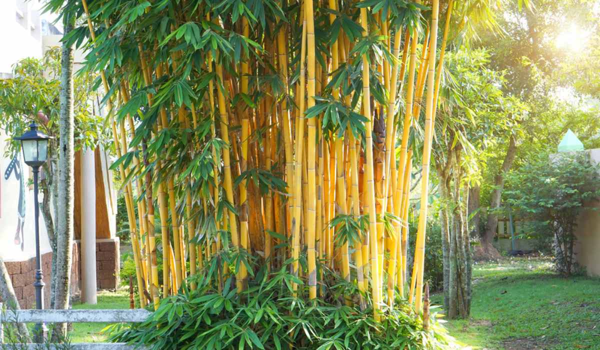 Golden Bamboo Plant 40 Seeds-Tree Seeds