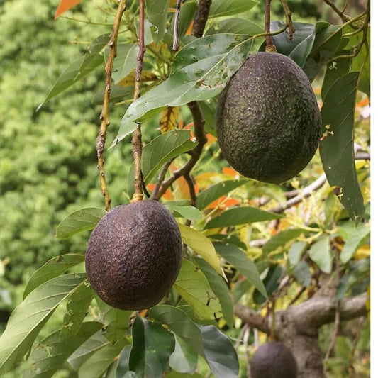 Lamb Hass Avocado Seeds – Pack of 2 - Fruit Seeds