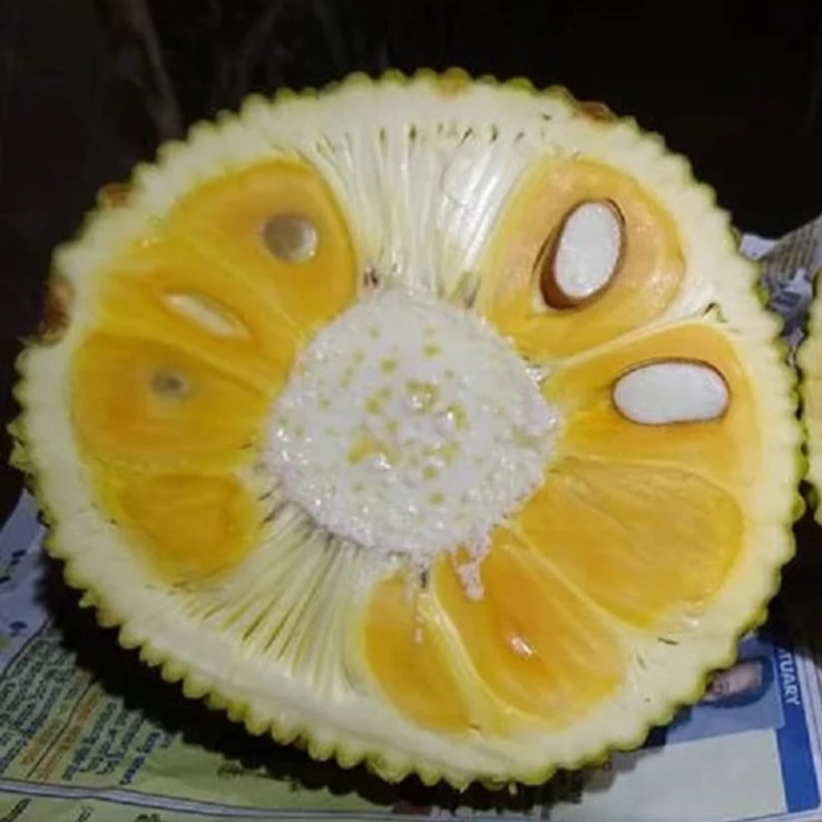 Vietnam Super Early Jackfruit Plant Home Plant High Yield – Grafted & Ready to Grow -Fruit Plants