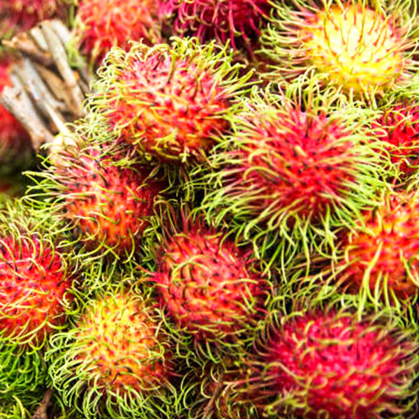 Rongrien (Thailand) Rambutan Hybrid Exotic Fruit Seeds, Pack of 5 - Fruit Seeds