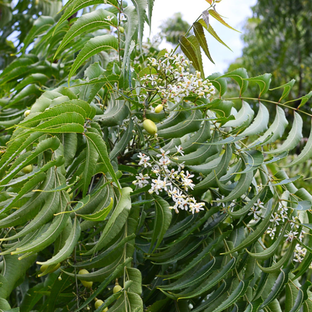 Neem Herbal Live Plant (Azadirachta indica) – Powerful Medicinal Tree for Home & Garden - Medicinal Plant