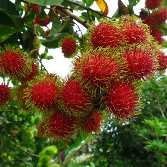 Rongrien (Thailand) Rambutan Hybrid Exotic Fruit Seeds, Pack of 5 - Fruit Seeds