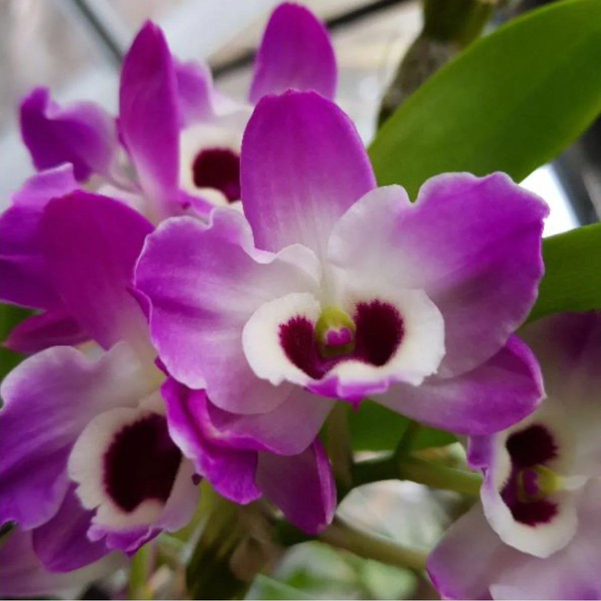 Dendrobium Nobile Orchid Plant – Exotic Flowering Indoor & Outdoor Orchid - Orchid Plant