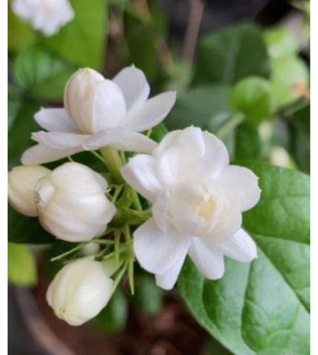 Mogra Plant (Jasminum sambac) – Arabian Jasmine Live Plant with Fragrant White Flowers -Flowering Plant