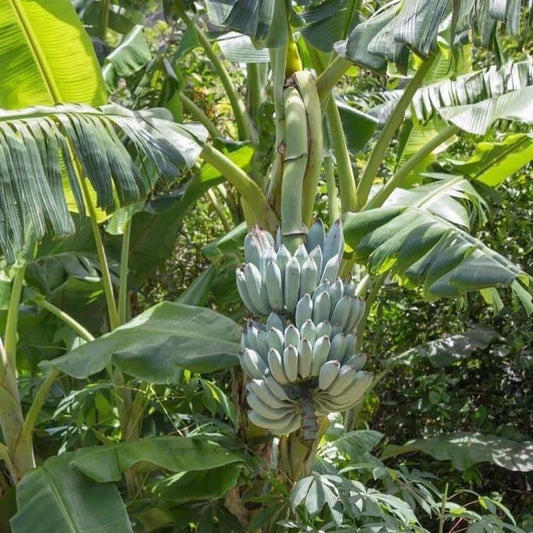 Tissue-Cultured Blue Java Banana Plant – 1 Healthy Plant (Ice Cream Banana) - Fruit Plant