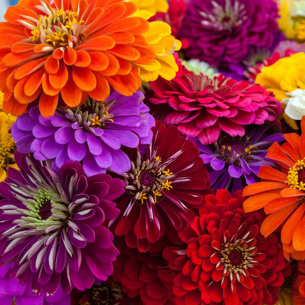 Zinnia Flower 50 Seeds Mix – Bright, Long-Lasting Garden Blooms - Flower Seeds