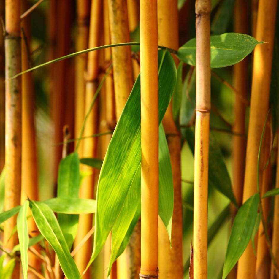 Golden Bamboo Plant 40 Seeds-Tree Seeds