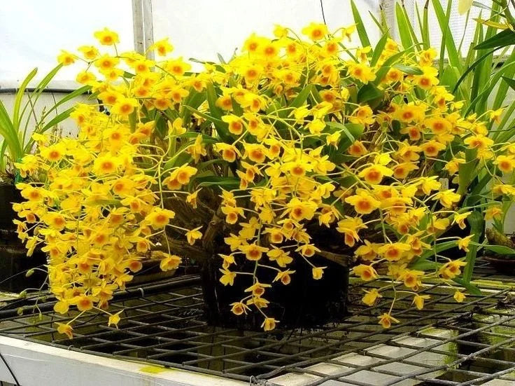 Dendrobium Chrysotoxum Orchid (Golden Bow Orchid) – Vibrant Yellow Fragrant Blooms - Orchid Plant